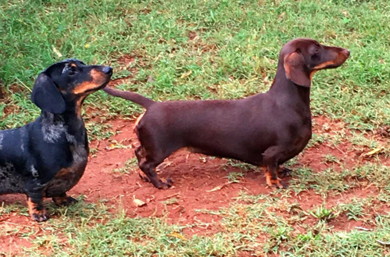 Dachshund breeders North Carolina