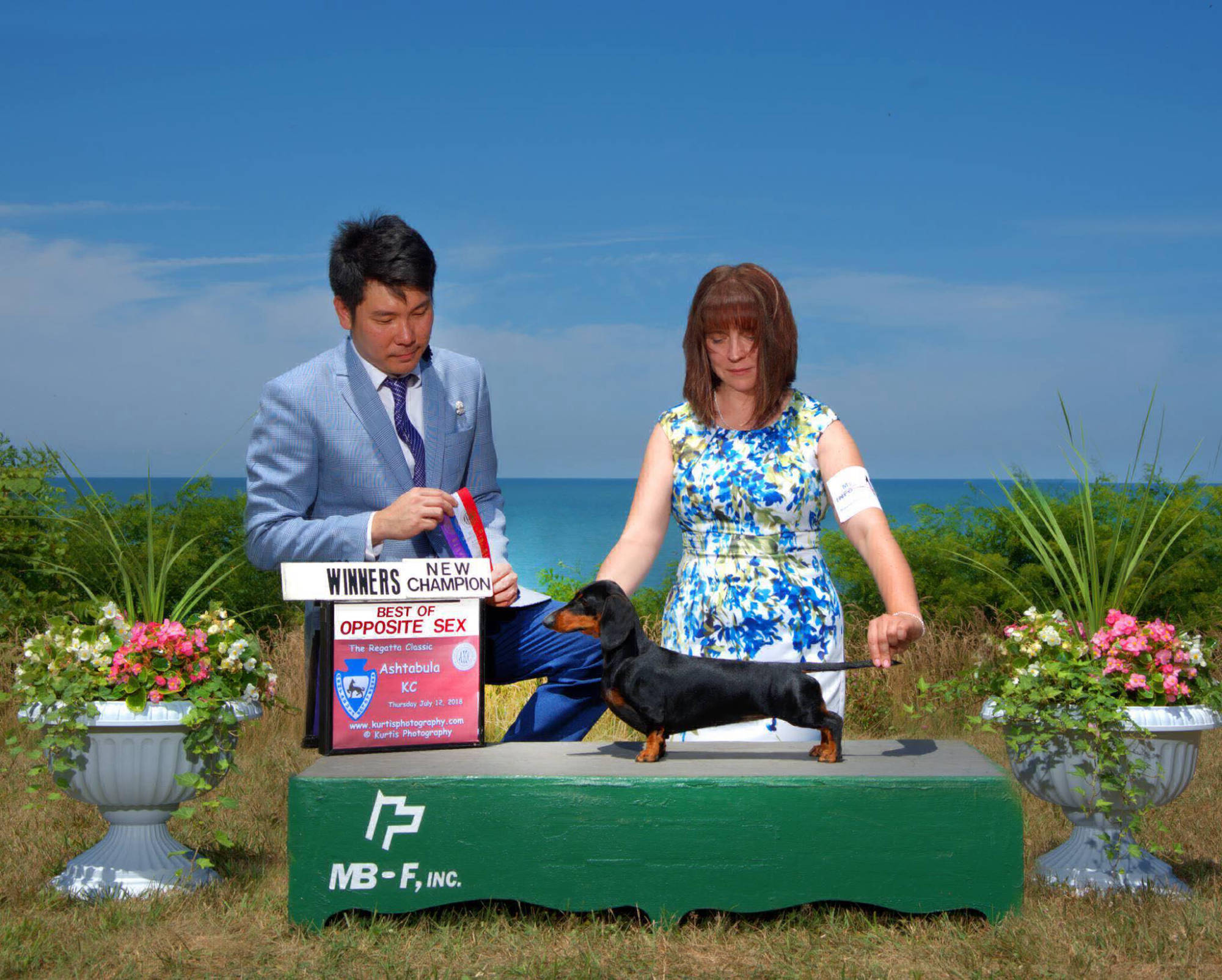 Show Champion Dachshund