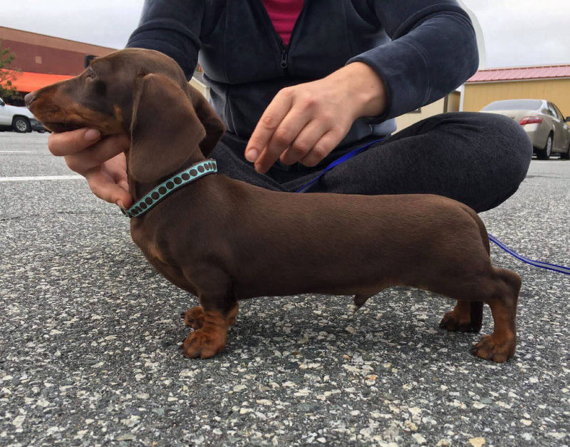 Dachshund show prospect
