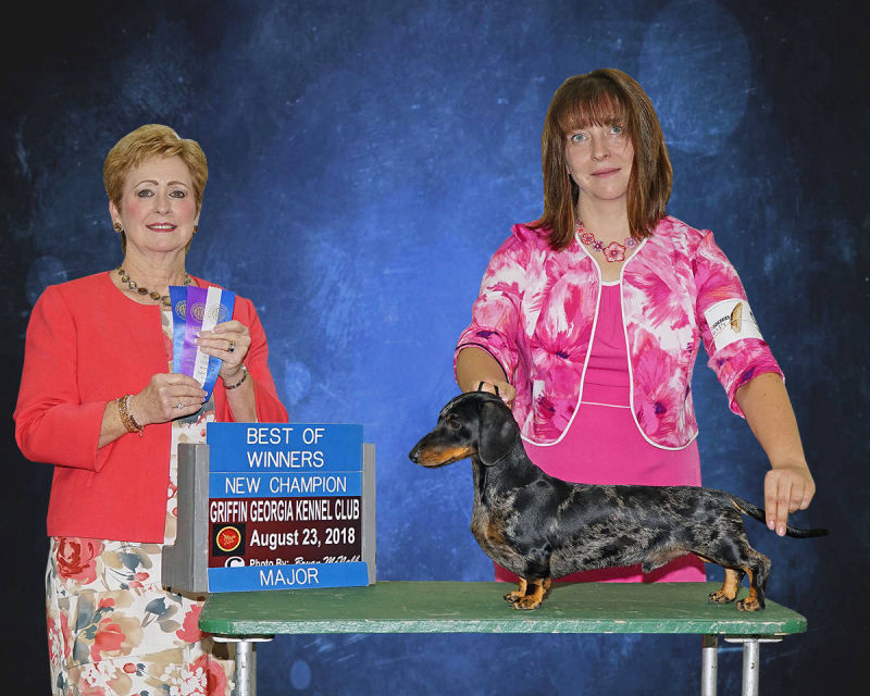 Dapple Miniature Dachshund