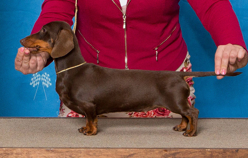 Dachshund smooth puppies