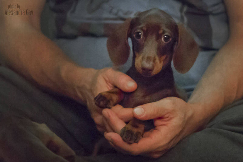 Dachshund smooth puppies