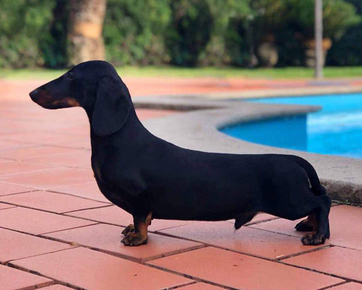 Ronny, Miniature Smooth Black and Tan Dachshund